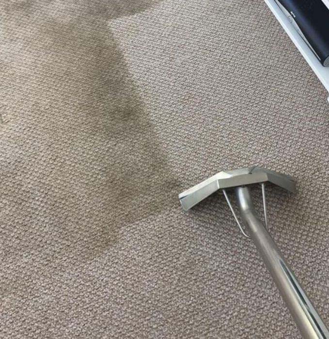 Carpet steam cleaning Auckland
